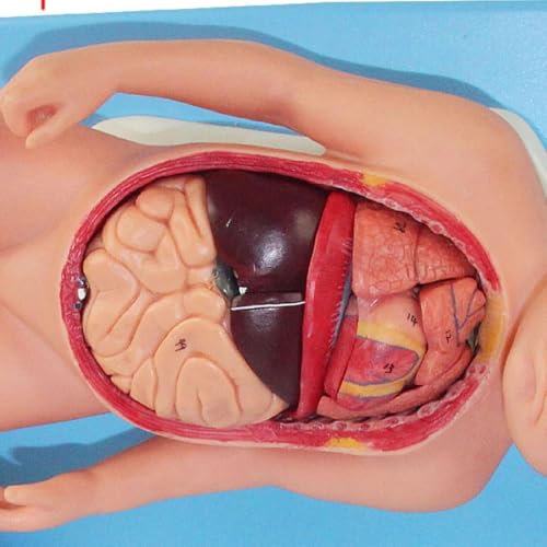 Maniquí anatómico infantil interactivo para resolver dudas médicas 6
