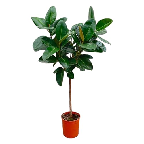 Trendyplants – Ficus Elastica Robusta sul gambo – Albero di gomma – Pianta d'appartamento – Dimensioni vaso Ø 24 cm – Altezza 120 – 140 cm