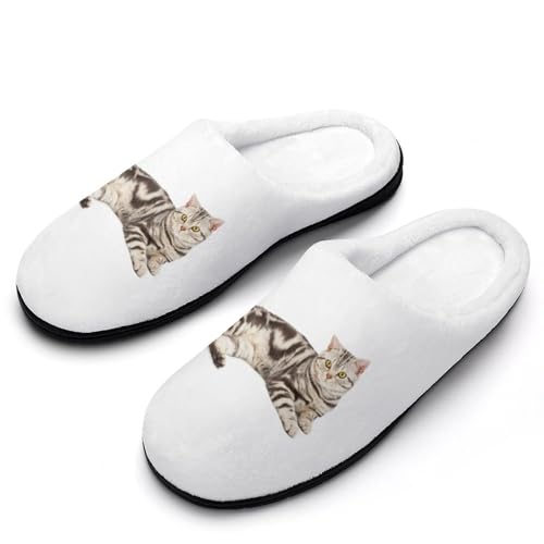 [ZKCASA] Xbp AJV[gwA L [V[Y   qp h  g 􂦂 ~ jp I[V[Yp 9-10i40-41j