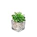 CYS EXCEL Glass Cube Vase, Cubic Flower Vase, Squared Votive Candle Holder, Centerpiece Cubed Vase, Pack of 12