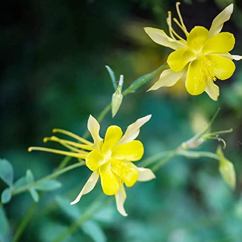 Columbine Seeds Aquilegia Seeds Bright Yellow Perennial Attract Butterflies Deer & Rabbit Resistant Fragrant Cut Flower Beds Border Outdoor 25Pcs Flower Seeds By Yegaol Garden #TOP3