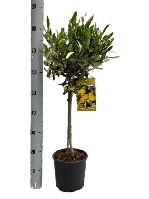 Drzewo oliwne – Olea Europaea – roślina pokojowa i tarasowa – Ø 19 cm – wysokość 90 cm – śródziemnomorskie drzewo genealogiczne z koroną kulistą – do użytku wewnątrz i na zewnątrz