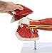 Wellden Product Medical Anatomical Muscular Arm Model, 7 Parts, Life Size