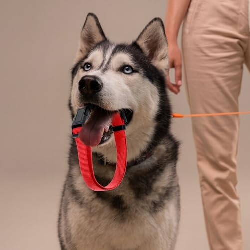 Collar para perro mediano ajustable 20 piezas nylon colores miniatura 4
