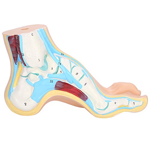 Modèle de pied anatomique avec os et orteils pour études médicales