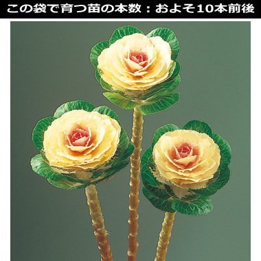 Amazon.co.jp: ハボタン 種子 タキイ交配 葉牡丹・プラチナケール