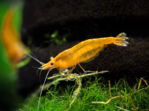 Aquatic Arts 10 Live Orange Sakura Shrimp (Neocaridina davidi) - Breeding Age Young Adults at 1/2 to 1 Inch Long - Thumbnail 6
