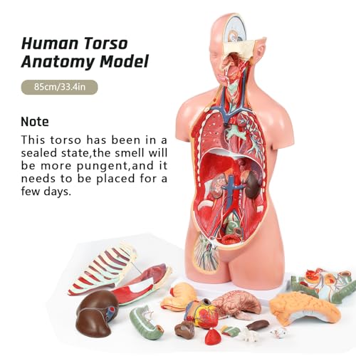 Image of JNMFTD Human Torso Anatomy Model, 33.4 inch 17 Part Removable Life-Size Model with Heart Brain Visceral Organ Muscular Layers Bone Vessels Nerves Includes Product Manual for Medical Scientific Education