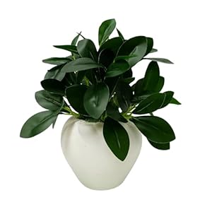 fancymart Plastic Artificial Rubber Plant In 4 Inch White Apple Pot (Height 22 Cm) For Home And Office Decor Plants For Decoration, Realistic Green Decorative For Interior, Evergreen