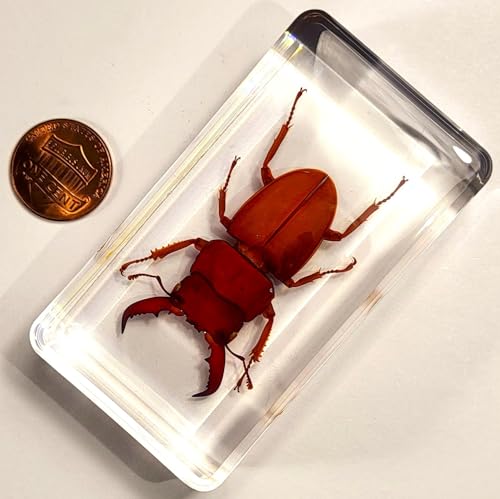 Image of 2.9 inch Real Golden Dorcus Titanus Platymelus Stag Beetle in Crystal Clear Lucite Resin Specimen Preserved Insect Taxidermy Collection for Biology Science Education & Desk Ornament Display Supplies
