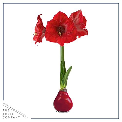 image for The Three Company Waxed Amaryllis Bulb - Red - Easy Care, No Watering 