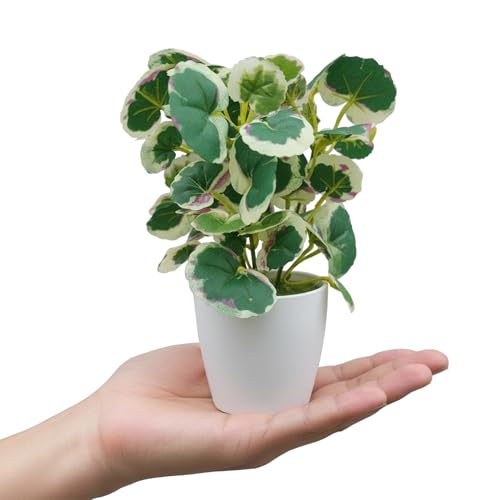 Image of KARP Artificial Potted Plants, Begonia Flower Plant with White Pot Home Decor, Plants for Living Room, Office Desk & Bathroom, Decorative (Small-Plant-6)