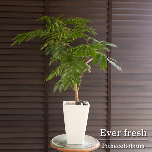 �Ȃ���d���� �G�o�[�t���b�V�� 5�� ������ �~�� Ever fresh �l���̖� �ϗt�A�� 110