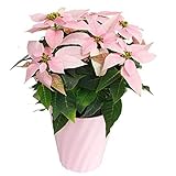 World Fantasy Garden 冬 ギフト プリンセチア 5号 ピンクホワイト 【ギフトカード・ラッピング対応】鉢植え クリスマス お歳暮 プレゼント ポインセチア