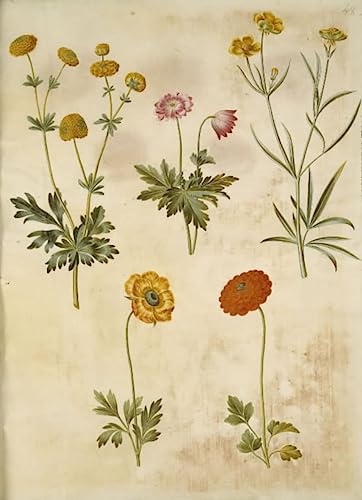 Peinture sur toile Renoncule Acris Holtzbecker décoration chambre 60x90