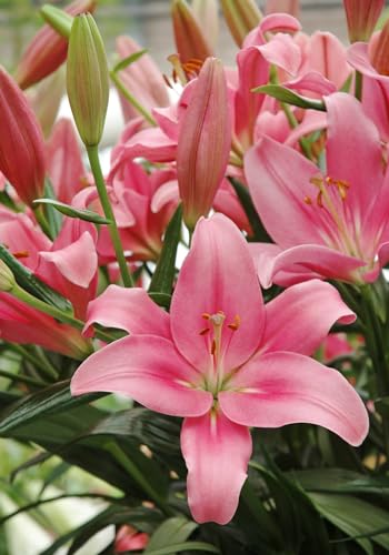 See full amazon price history chart for Plantogallery Asiatic Lily Flower Bulbs - Pack Of 1 Bulbs (Pink) Plantogallery Asiatic Lily Flower Bulbs - Pack Of 1 Bulbs (Pink) (B0CLF24LJJ) Amazon Price History, Amazon Price Tracker