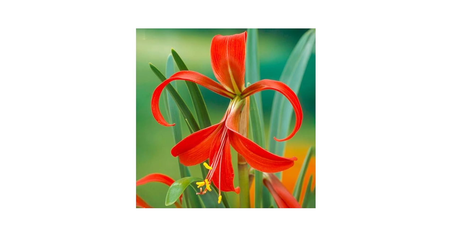 Lilly　0603 14