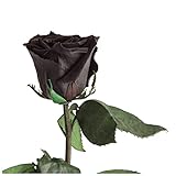 ROSEMARIE SCHULZ Heidelberg