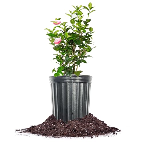 Perfect Plants Pink Perfection Camellia Bush 1 Gallon | Live Shrub for Outdoor Planting | Evergreen Foliage Stays Green All Year Long | Beautiful Pink Flowers in Spring