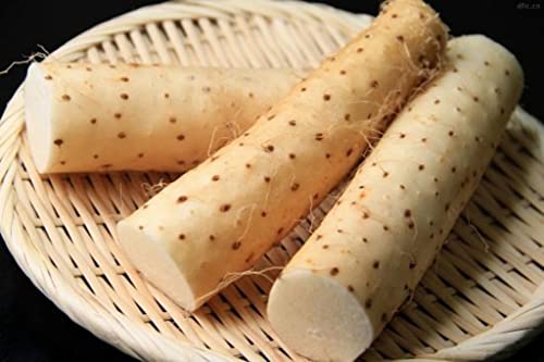 2.5 LBS Forest Corner Fresh Japanese Mountain Yam Yamaimo Nagaimo Product of Japan, 40.0 Ounce