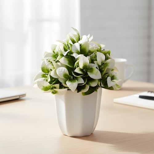 Image of fancymart Artificial Citrus Leaves White Bunch in Pot - 22 cm Height, Perfect for Tabletop Decoration | Ideal for Home & Office Decor