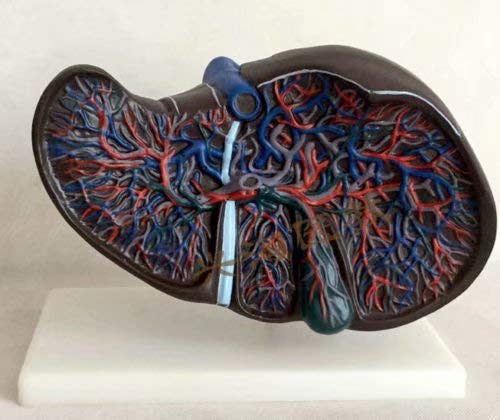 Human Liver Anatomy Model Medical Office Model with Hilar Gallbladder New