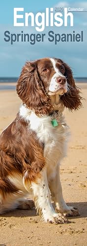  English Springer Spaniel Slim 2026 Calendar  Slimline Wall Calendar  Dog Breed Gift  Plastic Free Packaging  by Avonside Publishing