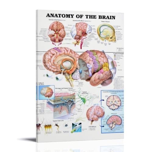 Anatomy of The Brian toile 30x45cm pour décorer facilement une chambre d'enfant