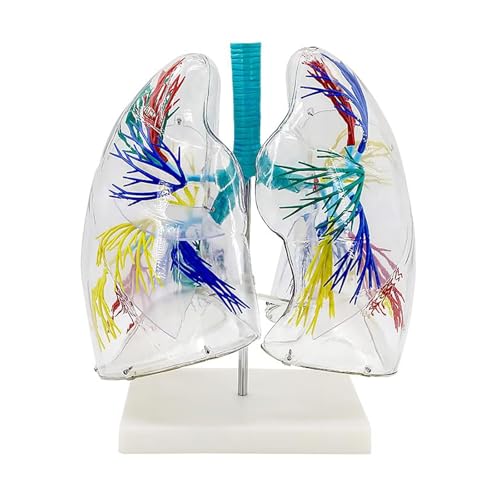 Modèle pulmonaire transparent 3D pour l'enseignement de l'anatomie