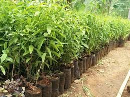 White sandalwood plant original || plant for original white sandalwood || pack of 3 (B0CYH63YBN) Amazon Price History, Amazon Price Tracker