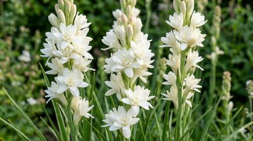 10 Polianthes The Pearl Tuberorsa Bulbs