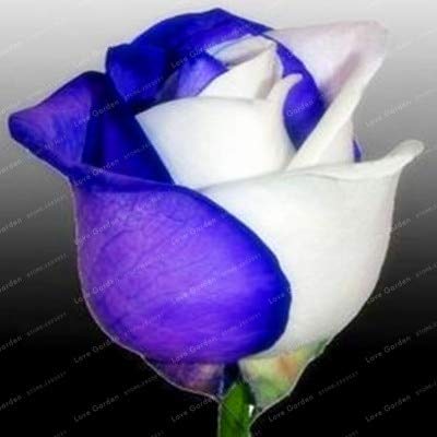 50 Semi Di Rosa Bianca E Viola, Arbusto Perenne. (#9808 - Foto 9