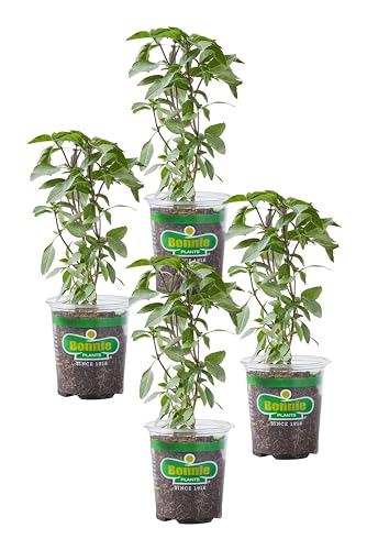 Bonnie Plants Thai Basil, Live Plant, 19.3 oz., 4-Pack
