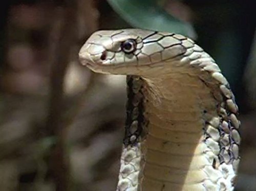 King Cobra King Cobra