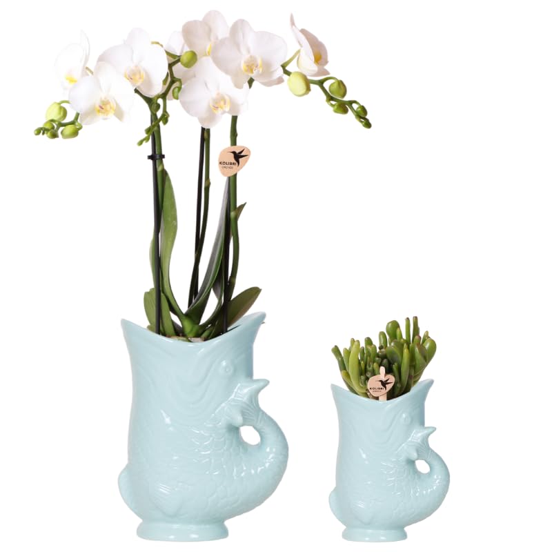 Planta Phalaenopsis Amabilis Orquídea blanca Ø9 cm y suculenta Crassula Hobbit Ø 6 cm – En macetas de cerámica turquesa – Planta de interior exótica Duo