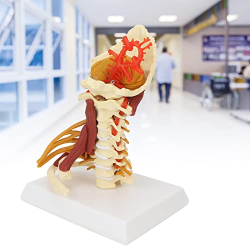 Image of Cervical Spine Model,Removable Human Spinal Model, for Doctor Patient Communication Science Classroom Study Display Teaching Model