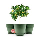 BigDean 3 Stück Blumentopf mit Untersetzer rund ø47 cm in Olivgrün – Übertopf innen + außen geeignet – aus bruchsicherem Kunststoff & Made in Europe
