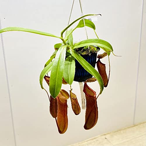 Amazon.co.jp: 希少品種 観葉植物 食虫植物：ウツボカズラ ネペンテス