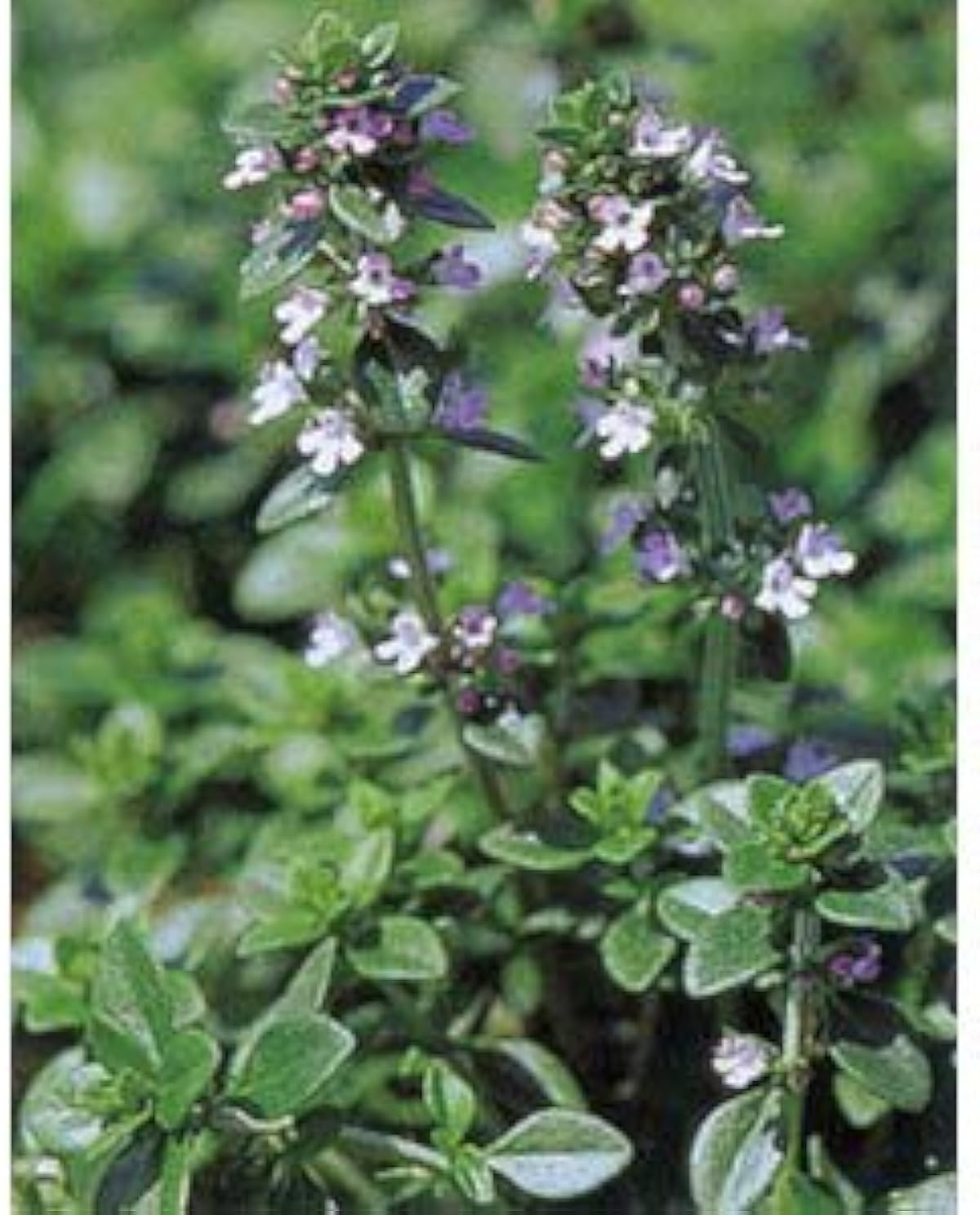 クリアランス販売済み タイム 立性 レモンタイム3号ポット 24株セット ハーブ苗 Diy 工具 ガーデン オンライン販売 Www Civilittee Hu Com クリアランス販売済み タイム 立性 レモンタイム3号ポット 24株セット ハーブ苗 Diy 工具 ガーデン オンライン販売 Www Civilittee Hu Com