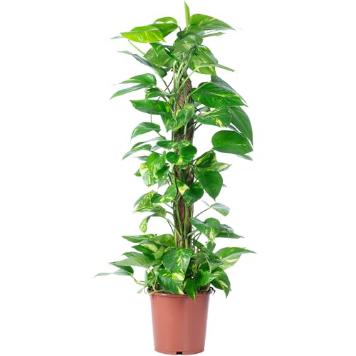 Efeutute am Moosstab - pflegeleichte Zimmerpflanze, Epipremnum aureum - Höhe ca. 80 cm, Topf-Ø 19...