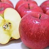 【糖度13度前後】 シナノスイート りんご リンゴ 2.8kg ギフト プレゼント 長野県 長野県産 贈答用 ご家庭用 西村青果