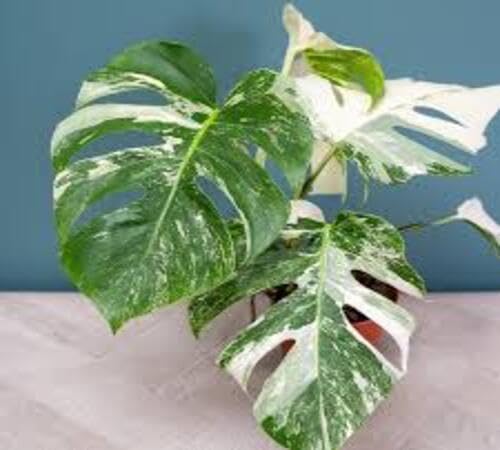 100pcs Fresh Green White Monstera Plant Seeds