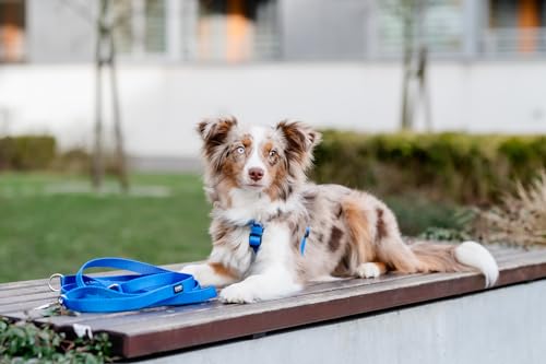 Chaba Guard Hundegeschirr für kleine und mittelgroße Hunde mit Kontrolle, Anti-Zug & Würgen, Verstellbar, Bequem und Leicht, Classic Step-in Brustgeschirr, Dog Harness, Größe M, BLAU