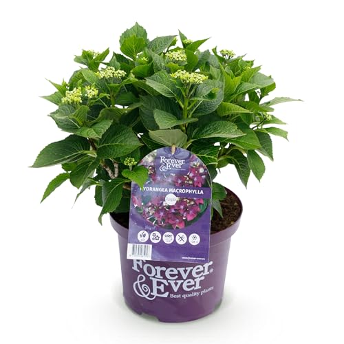 GreenboutiQ - Plante de terrasse - Hortensia - Hydrangea Forever & Ever - Violet - 7-12 Fleurs - Pot 23cm Hauteur 55cm