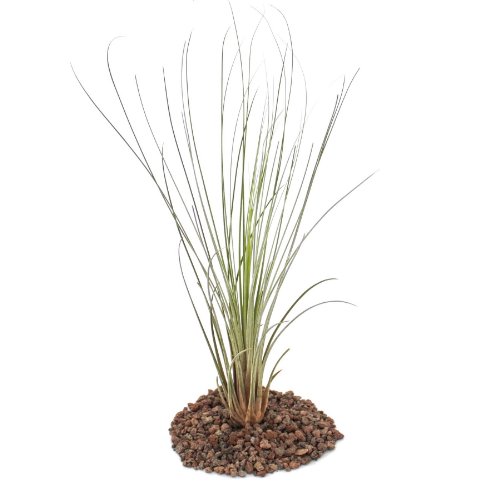 Tillandsia juncea  Loose  planta grande
