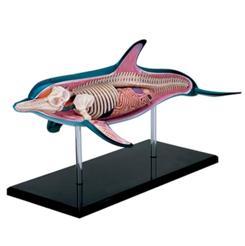 Modello anatomico Delfino 4D, Anatomia degli organi dimostrazione didattica sugli Animali, 18 Parti Staccabili dimostrazione didattica sugli Animali Modello didattico Anatomia Studio scientifico