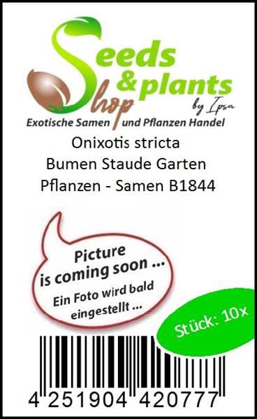 Pezzi - 10x Onixotis Stricta Fiori Pianta Perenne Giardino Piante - Seme B1844 - Seeds Plants Shop Samenbank Pfullingen Patrik Ipsa - Image 4