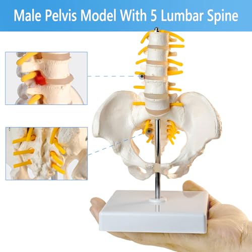 Image of Male Pelvis Model, Educational Model with 5 Lumbar Vertebrae and Spine with Spinal Nerves for Medical Research and Educational Practice