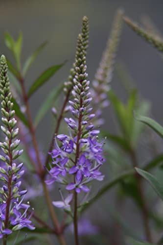 Is hebe poisonous to dogs