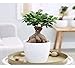 Garden Art Ficus Ginseng Indoor and outdoor Bonsai Live Plant/Tree 7 Years Old With White Nursery 5 inch Pot plant (Pack of 1 Healthy Live Plant))